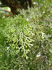 Hymenophyllum