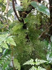 Hymenophyllum
