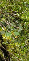 Dendrobium tetragonum cacatua