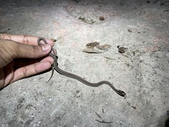 Thamnophis proximus rubrilineatus
