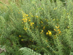 Ulex gallii
