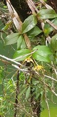 Dendrobium tetragonum cacatua