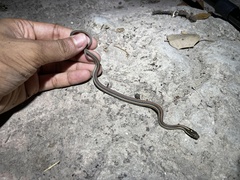 Thamnophis proximus rubrilineatus