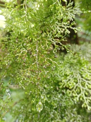 Hymenophyllum