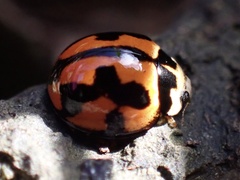 Coelophora inaequalis