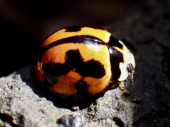 Coelophora inaequalis