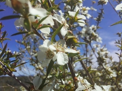 Leptospermum microcarpum