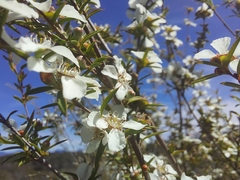 Leptospermum microcarpum