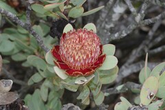 Protea glabra
