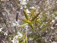 Leptospermum microcarpum