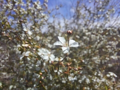 Leptospermum microcarpum