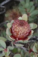 Protea glabra