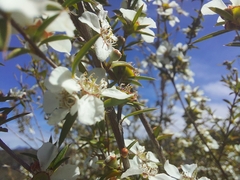 Leptospermum microcarpum