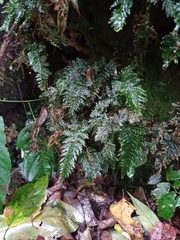 Trichomanes obscurum