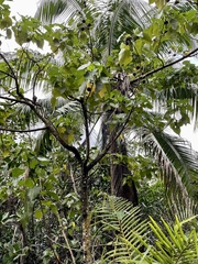 Thespesia populnea