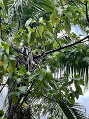 Thespesia populnea