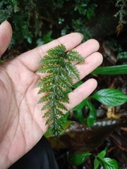 Trichomanes obscurum