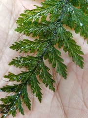 Trichomanes obscurum