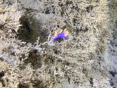 Flabellinopsis iodinea