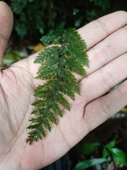 Trichomanes obscurum