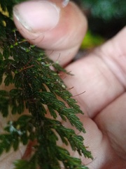 Trichomanes obscurum