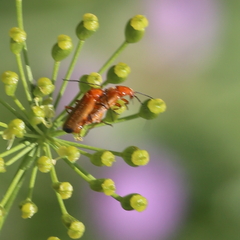 Rhagonycha fulva