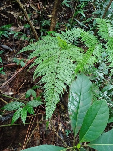 Dryopteris pseudocaenopteris observed 2022-09-08