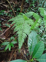 Dryopteris pseudocaenopteris