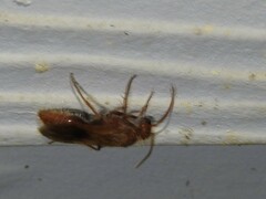 Sphaeropthalma unicolor