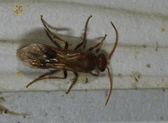 Sphaeropthalma unicolor