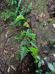 Davallia repens