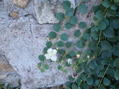 Capparis spinosa