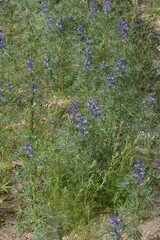 Lupinus angustifolius