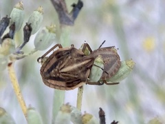 Graphosoma semipunctatum