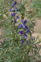 Lupinus angustifolius