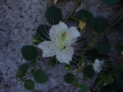 Capparis spinosa