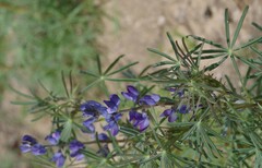 Lupinus angustifolius