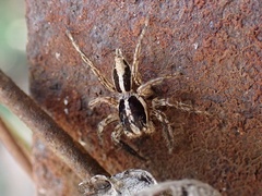 Plexippus paykulli