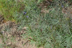 Lupinus angustifolius