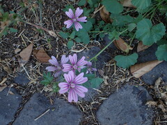 Malva multiflora
