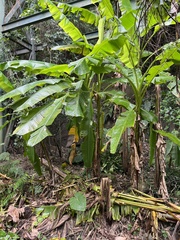 Musa