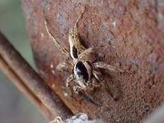 Plexippus paykulli