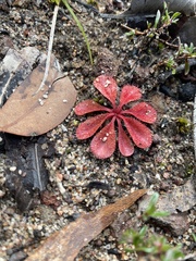 Drosera rosulata