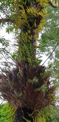 Dendrobium smillieae