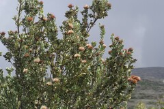 Protea glabra