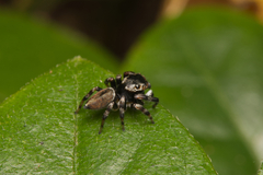 Maratus scutulatus