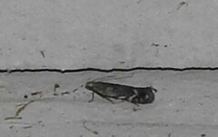 Battaristis concinnusella