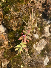 Epilobium minutum