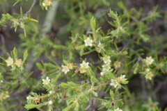 Diosma