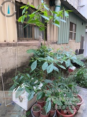 Terminalia calamansanai